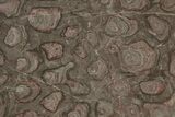 Polished Stromatolite (Inzeria) Slab - Million Years #243062-1